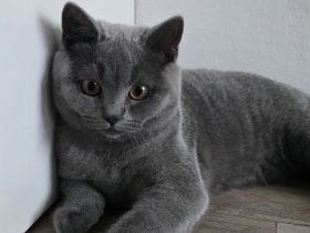 BKH Kitten
