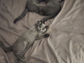 BKH Kitten