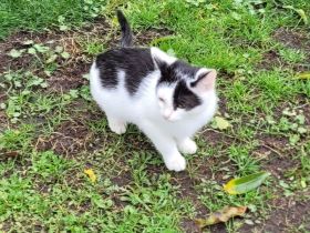 Katzenkitten abzugeben