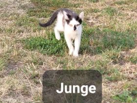 Katzenkitten abzugeben