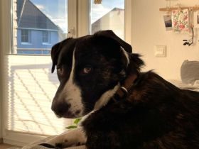 Percy sucht seine Menschen