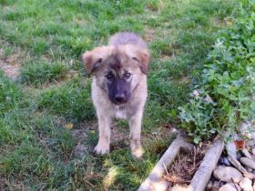 Mitsch sucht ein Zuhause