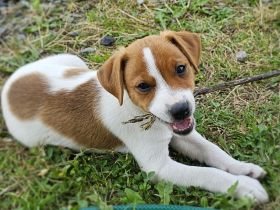 3 reinrassige Jack Russell Terrier Welpen