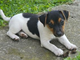 reinrassige Jack Russell Terrier Welpen