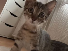 Bengal BKH mix