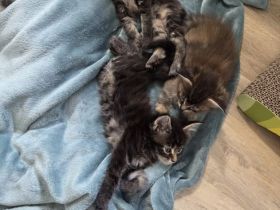 Maine Coon Kitten
