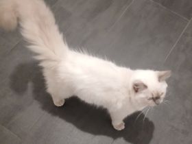 RAGDOLL MÄDCHEN