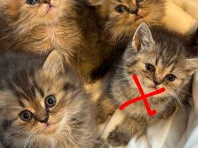 bezaubernde Britisch Kurzhaar Kitten suchen ein liebevolles Zuhause