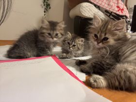 bezaubernde Britisch Kurzhaar Kitten suchen ein liebevolles Zuhause