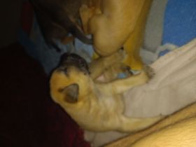 Dogo Canario DDR Schäferhund Mix Welpen bald abgabebereit