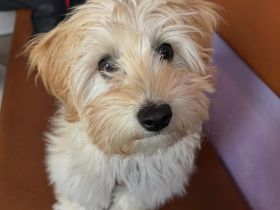 Maltipoo-Welpe
