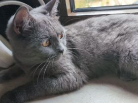 Junge BKH Katze sucht endgültiges Zuhause