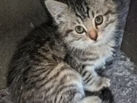 Wunderschöner kitten Mix