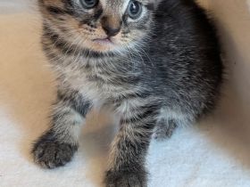 Wunderschöner kitten Mix