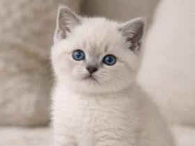 Bkh kitten auszugsbereit