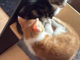 Babykatzen zu verkaufen