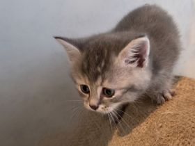 Katzenkitten baby Grau getiegert mit Punkten