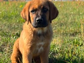 Bernhardiner-Ridgeback Mischling