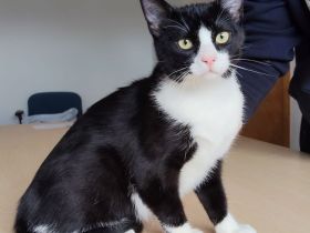 3 süße Geschwister suchen Kuschelplätzchen: Kater Tahiti, Katzen Lulú und Bora