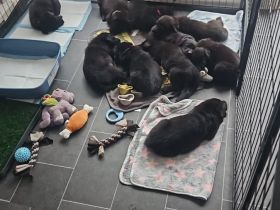 Liebevolle Hände gesucht ❤️