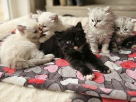 Kitten BLH / Sibirische Waldkatze, geimpft, gechipt, entwurmt, mit Impfpass und Starterpaket.