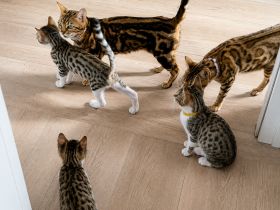 Bengal-Mix kitten