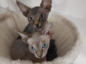 Süße Familien Sphynx Katzen suchen neues zu Hause