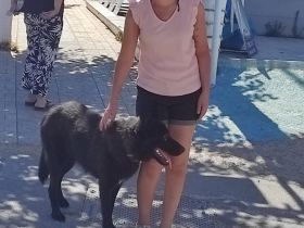 Schäferhund sucht neues Zuhause