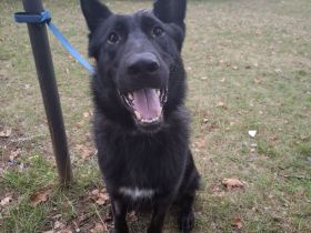 Schäferhund sucht neues Zuhause