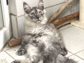 Maine Coon Kitten