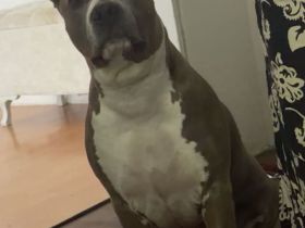 Liebe Amstaff - Hündin sucht ihr Für - immer - Zuhause