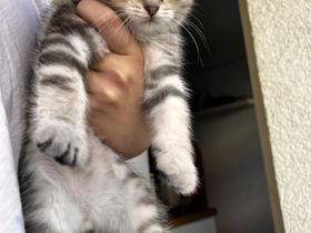 Zuckersüße Kitten