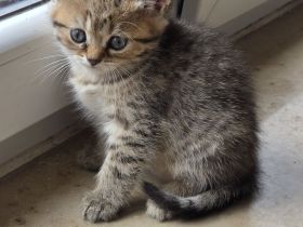 BKH/BLH Kitten