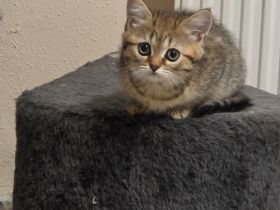 BKH/BLH BKH-Mix Kitten