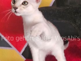 Reinrassige Abessinische Kätzchen mit Stammbaum