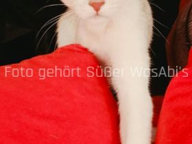 Reinrassige Abessinische Kätzchen