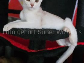 Reinrassige Abessinische Kätzchen