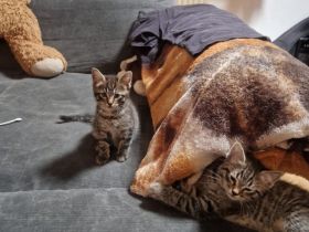 4 kleine Knuffis suchen neues Zuhause.