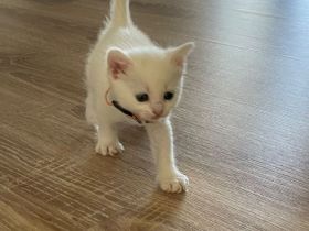 Babykatze Weiß DRINGEND
