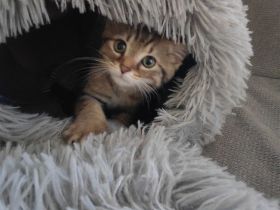 Kitten