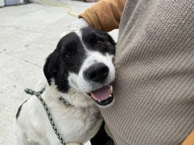 Freundlicher Senior Sammy sucht Alterswohnsitz