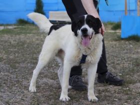 Freundlicher Senior Sammy sucht Alterswohnsitz