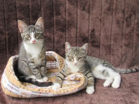 Einzeln oder gemeinsam: 2 verschmuste Katzenmädchen (3 Monate) Katze Katzenmädchen Katzen Katzenbaby