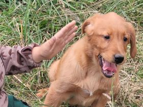Golden Retriever- Labrador