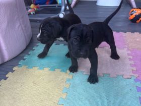 Cane-Corso-Welpen