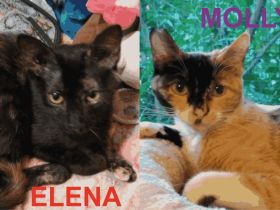 Molly & Elena suchen gemeinsam ein neues Zuhause (Wohnungshaltung)
