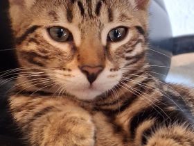 Bengal Kanaani Mix