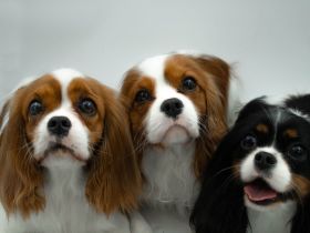 Noble Crown kennel
