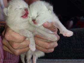 4süße BKH/Siam mix  Katzenbabys suchen ein liebevolles Für-immer-Zuhause