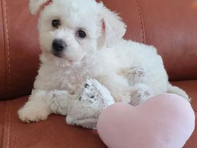 Bichon Frisé